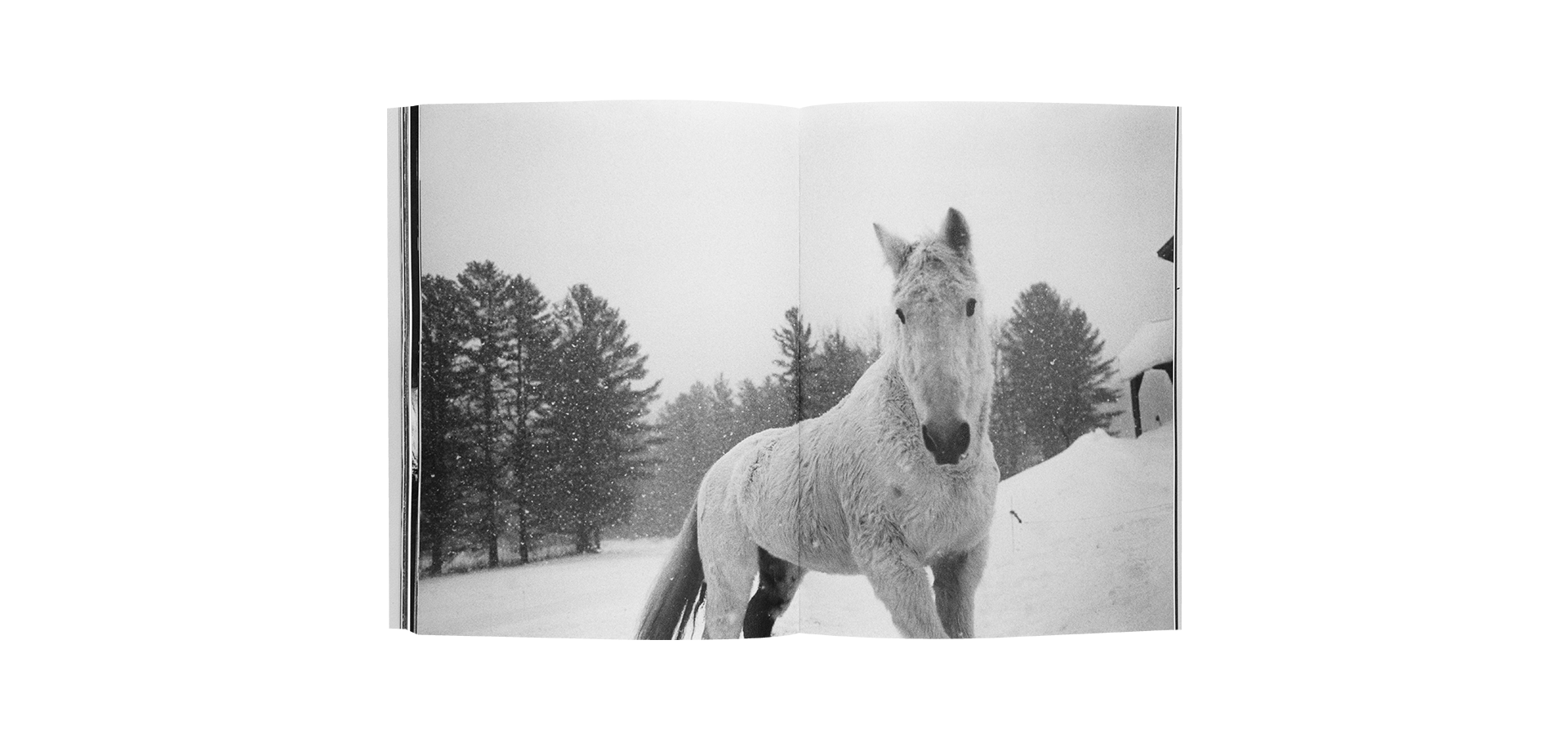 découvrez 'horses' de jane evelyn atwood, une série photographique captivante qui révèle l'intimité et la beauté des chevaux à travers le regard sensible de la photographe renommée.