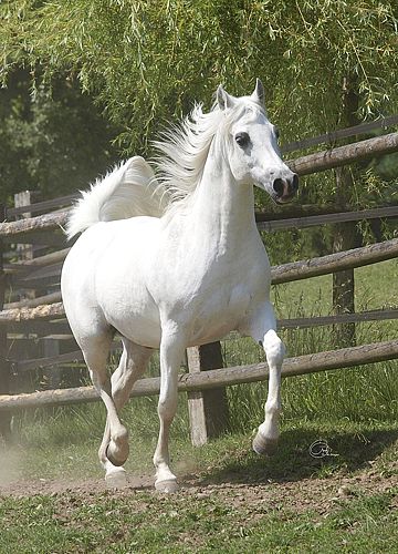 découvrez les liens singuliers entre smith, rimbaud, trump, gaza et les chevaux dans une analyse originale explorant l’art, la politique et la poésie contemporaine.