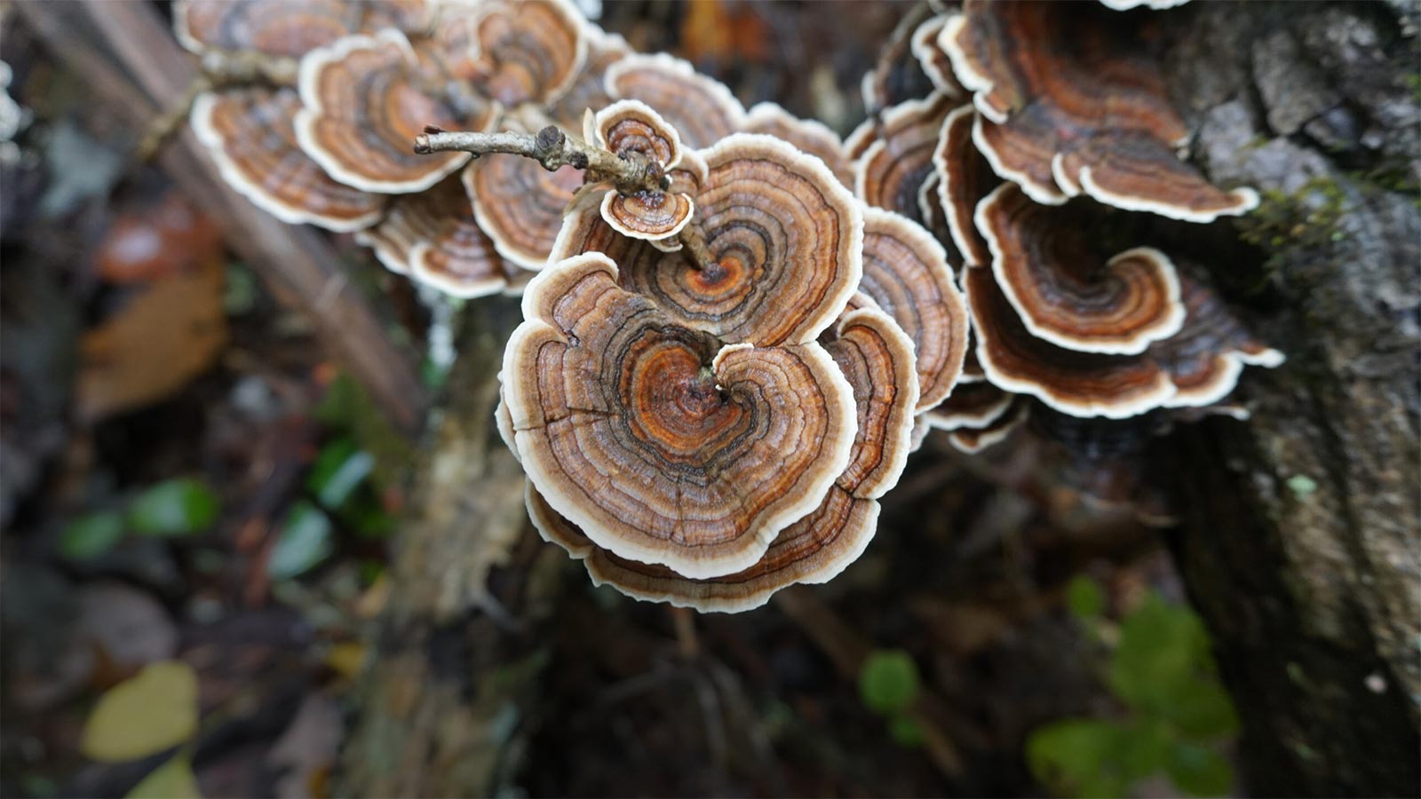 démarrez la journée avec une note gourmande grâce à nos idées de champignons au petit-déjeuner : recettes savoureuses, bienfaits nutritionnels et conseils pour réussir votre matinée.