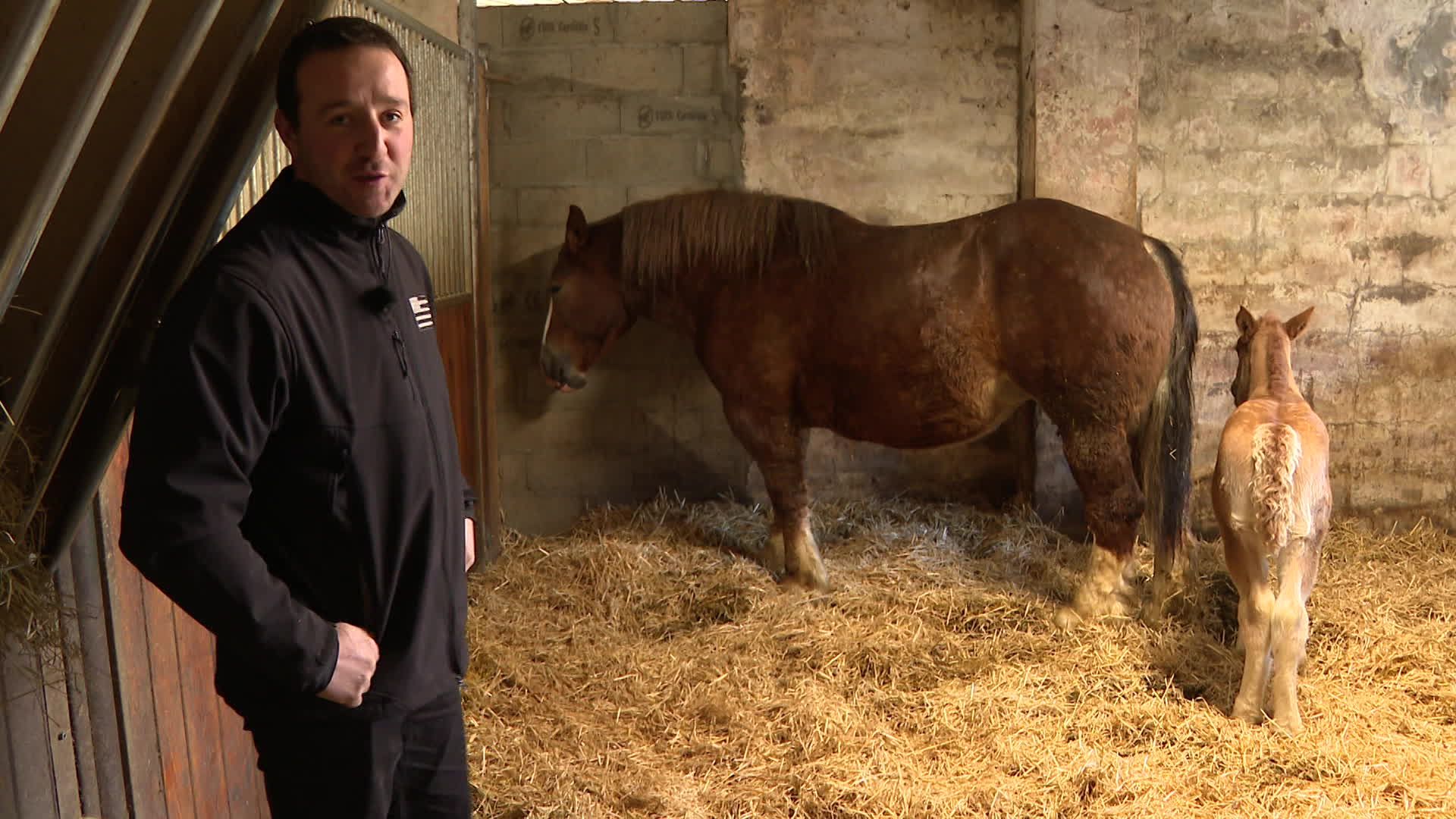découvrez le métier d’éleveur de chevaux de trait : élevage traditionnel, sélection rigoureuse des races, soins quotidiens et passion du cheval pour préserver le patrimoine équestre français.