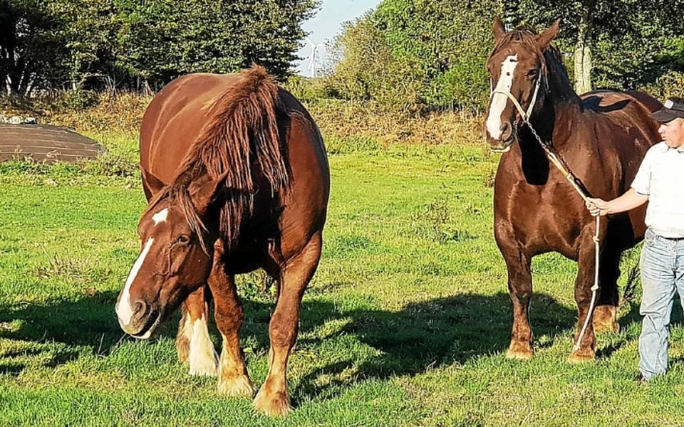 découvrez le métier d’éleveur de chevaux de trait : formation, missions, quotidien et conseils pour réussir dans l’élevage de chevaux robustes destinés aux travaux et loisirs.