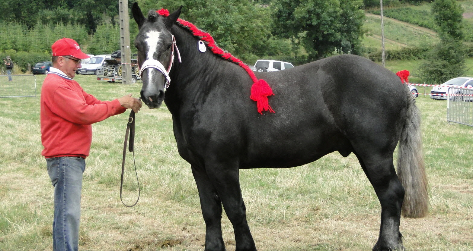 découvrez le métier passionnant d’éleveur de chevaux de trait : élevage traditionnel, sélection des meilleures races et conseils pour passionnés et professionnels du cheval de trait en france.