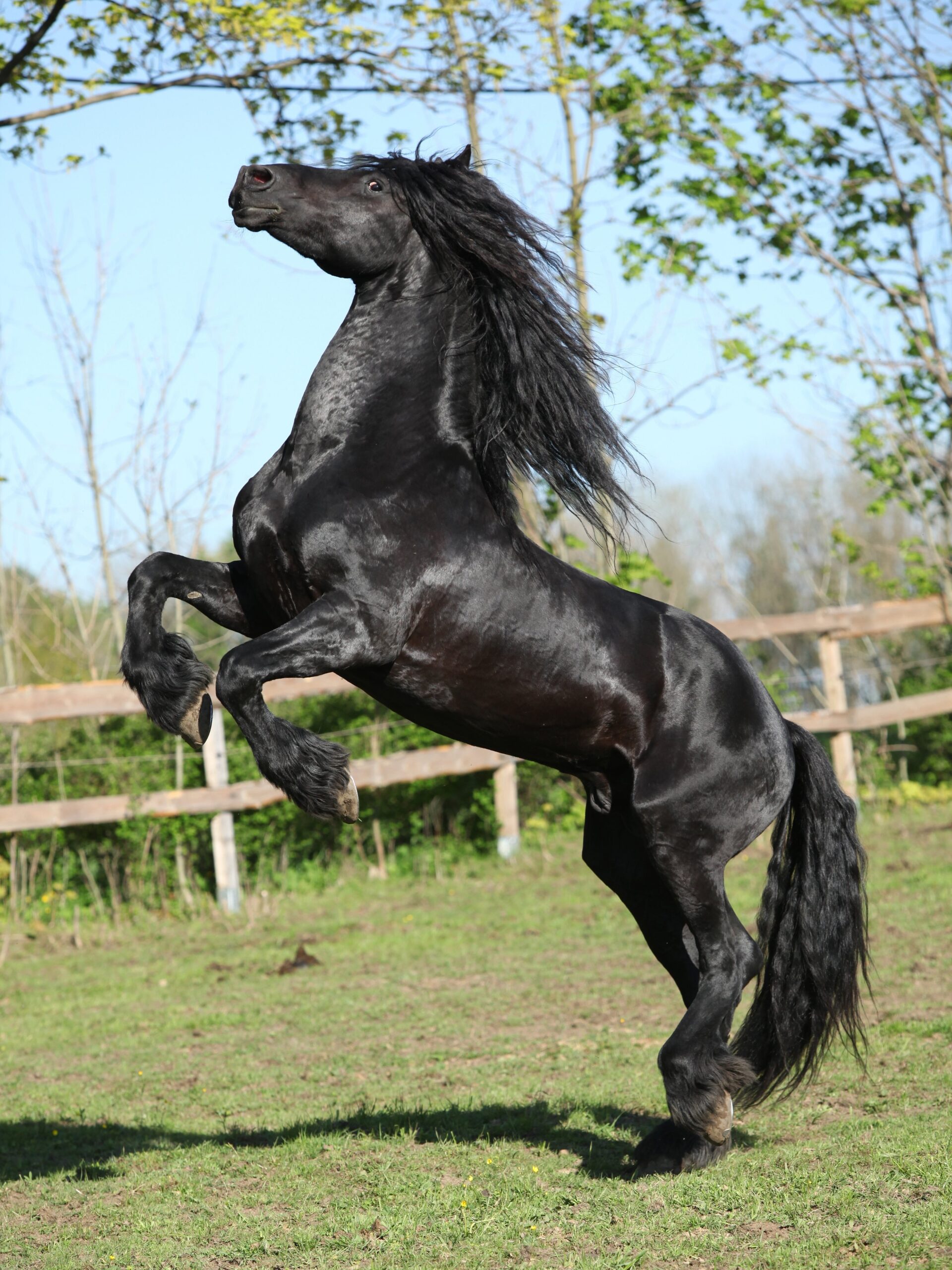 découvrez l'univers fascinant des chevaux : races, soins, alimentation, comportement et conseils pour passionnés et débutants. tout savoir sur les chevaux !