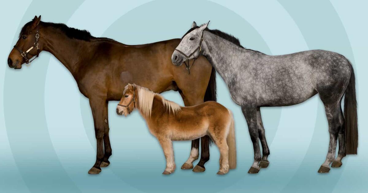 découvrez l'univers fascinant des chevaux : origines, races, anatomie, comportements et conseils pour bien s'en occuper. apprenez tout sur ces animaux majestueux et passionnants.