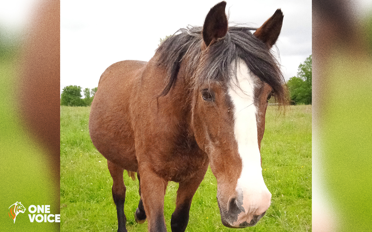 suite à un accident tragique impliquant un cheval, des chasseurs sont jugés pour leurs responsabilités dans cet incident grave.