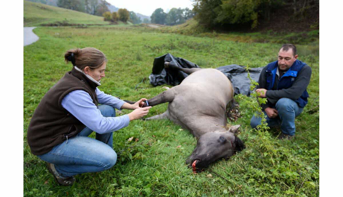 découvrez les détails du procès des chasseurs impliqués dans un tragique accident avec un cheval, et les répercussions judiciaires de cet événement dramatique.