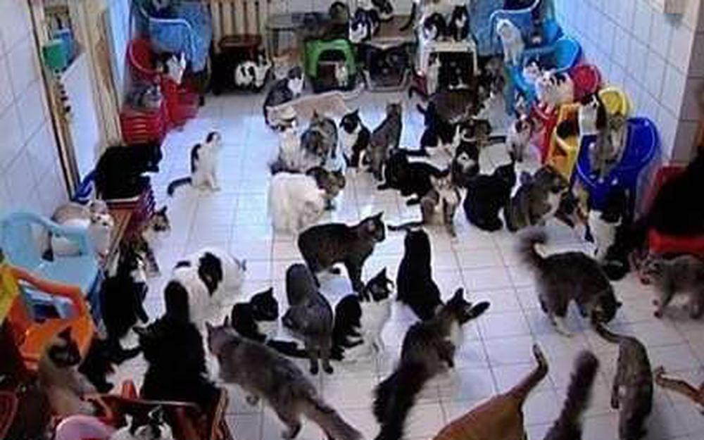 découvrez tout sur les chats découverts : leur comportement, leurs traits particuliers et conseils pour vivre avec ces félins adorables sans fourrure.