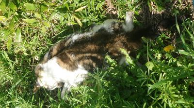 découvrez tout ce qu'il faut savoir sur les chats découverts : caractéristiques, comportements et conseils pour les accueillir au mieux chez vous.