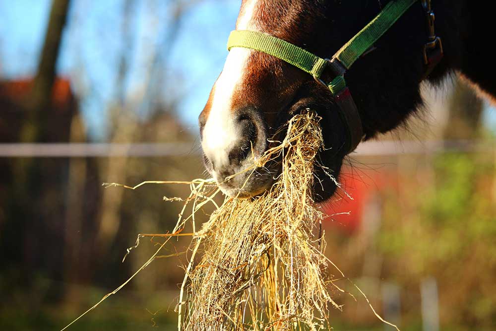 découvrez les conséquences du nourrissage sauvage des chevaux, ses impacts sur leur santé, leur comportement et l'environnement, ainsi que des conseils pour une alimentation adaptée.