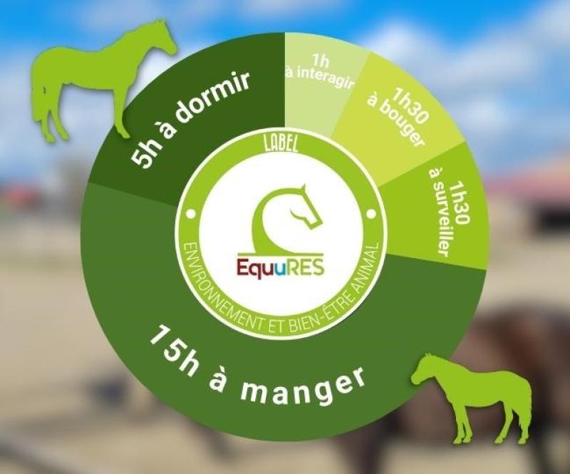 découvrez les conséquences des nourrissages sauvages chez les chevaux et apprenez pourquoi il est essentiel de respecter leur alimentation naturelle pour préserver leur santé.