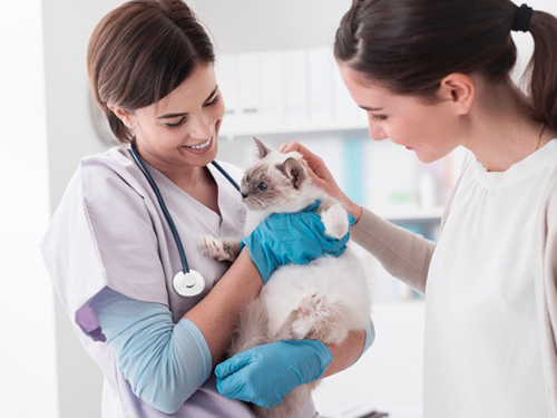 découvrez comment une étudiante vétérinaire prépare des interventions chirurgicales innovantes pour les futures missions spatiales, alliant science médicale et exploration cosmique.