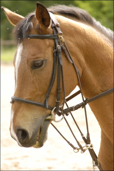 découvrez comment gog intègre horses suite à l'éviction de valve, une évolution majeure dans l'industrie du jeu vidéo.