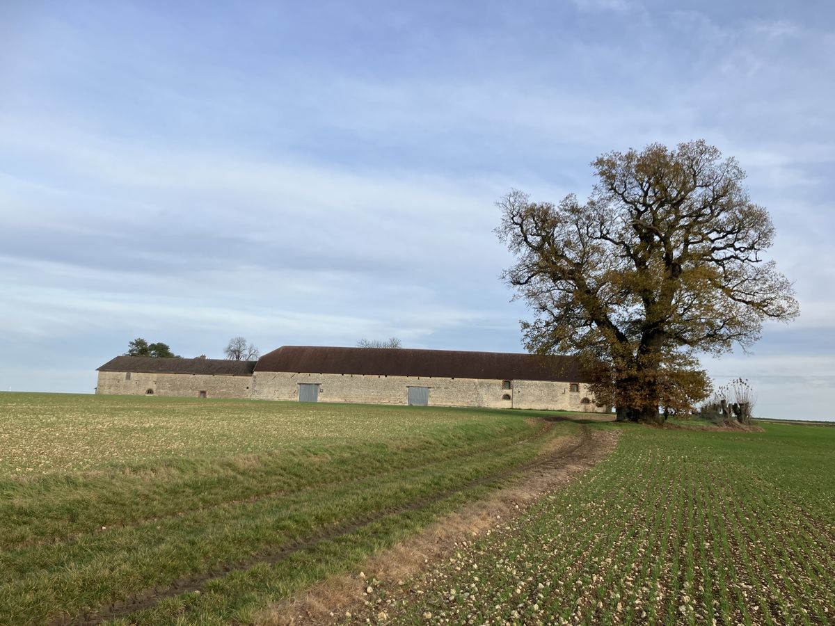 découvrez le retour triomphal du chêne en compétition, une impressionnante performance qui marque son grand come-back dans le monde sportif.
