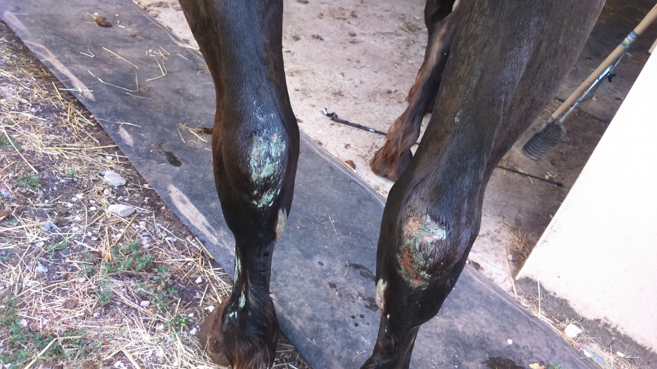 découvrez les principaux risques de blessures chez les chevaux et apprenez comment les prévenir efficacement pour assurer leur bien-être et leur santé.