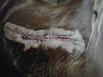 découvrez les principaux risques de blessures chez les chevaux et apprenez comment les prévenir pour assurer leur santé et leur bien-être.