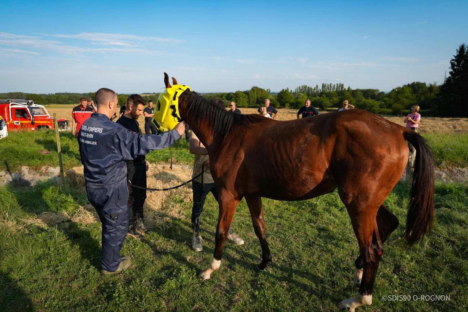 découvrez l'urgence autour du boléro, un cheval en danger nécessitant une aide immédiate. agissez pour sauver ce noble animal.