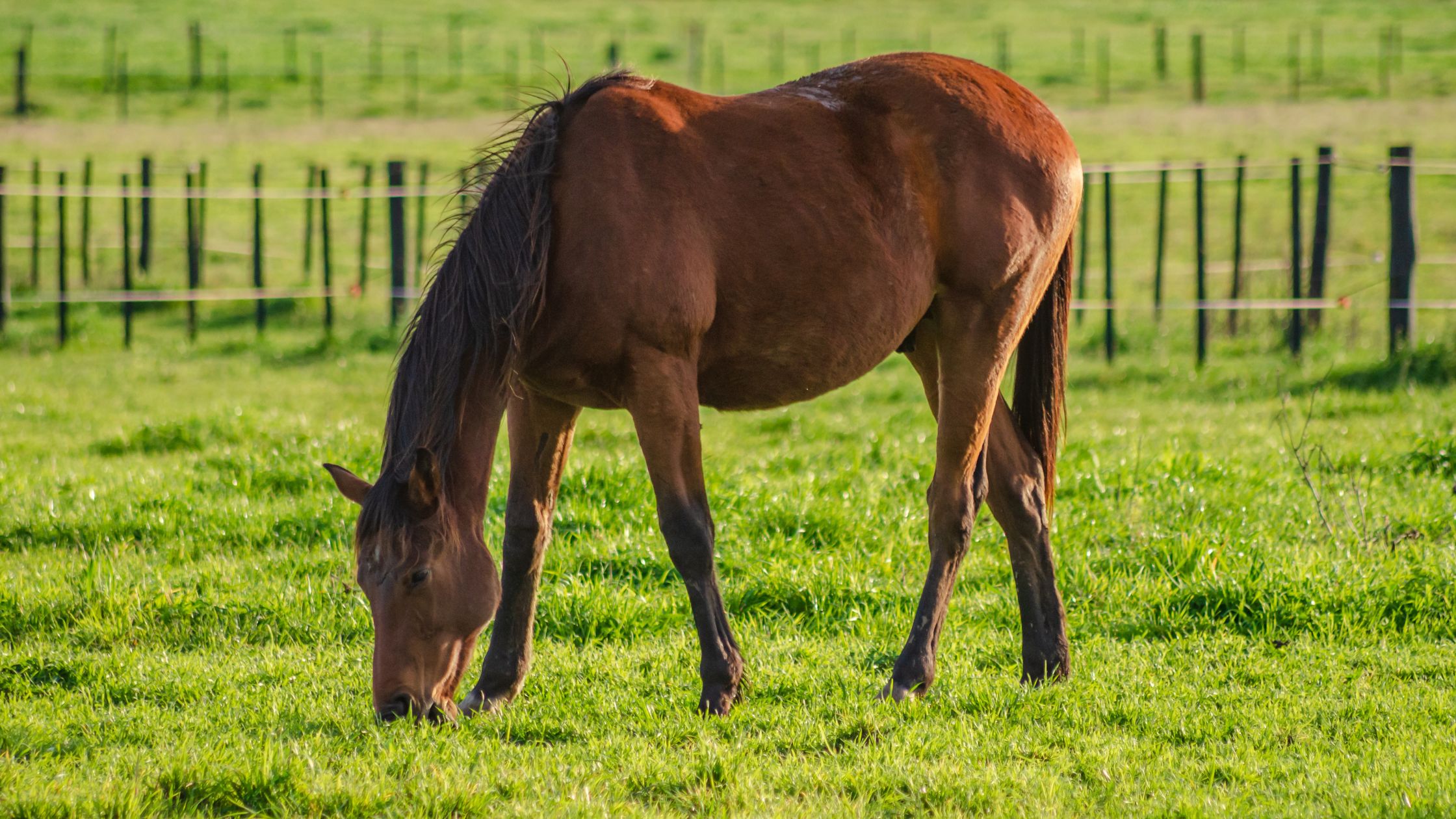 découvrez comment agir rapidement pour sauver un boléro en danger. conseils pratiques et urgences pour protéger votre cheval.