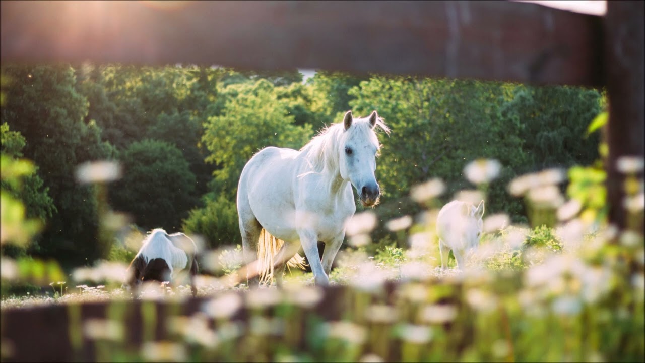 découvrez le nouveau single 'white horses' du groupe wolf alice, une mélodie envoûtante mêlant rock alternatif et émotions puissantes.