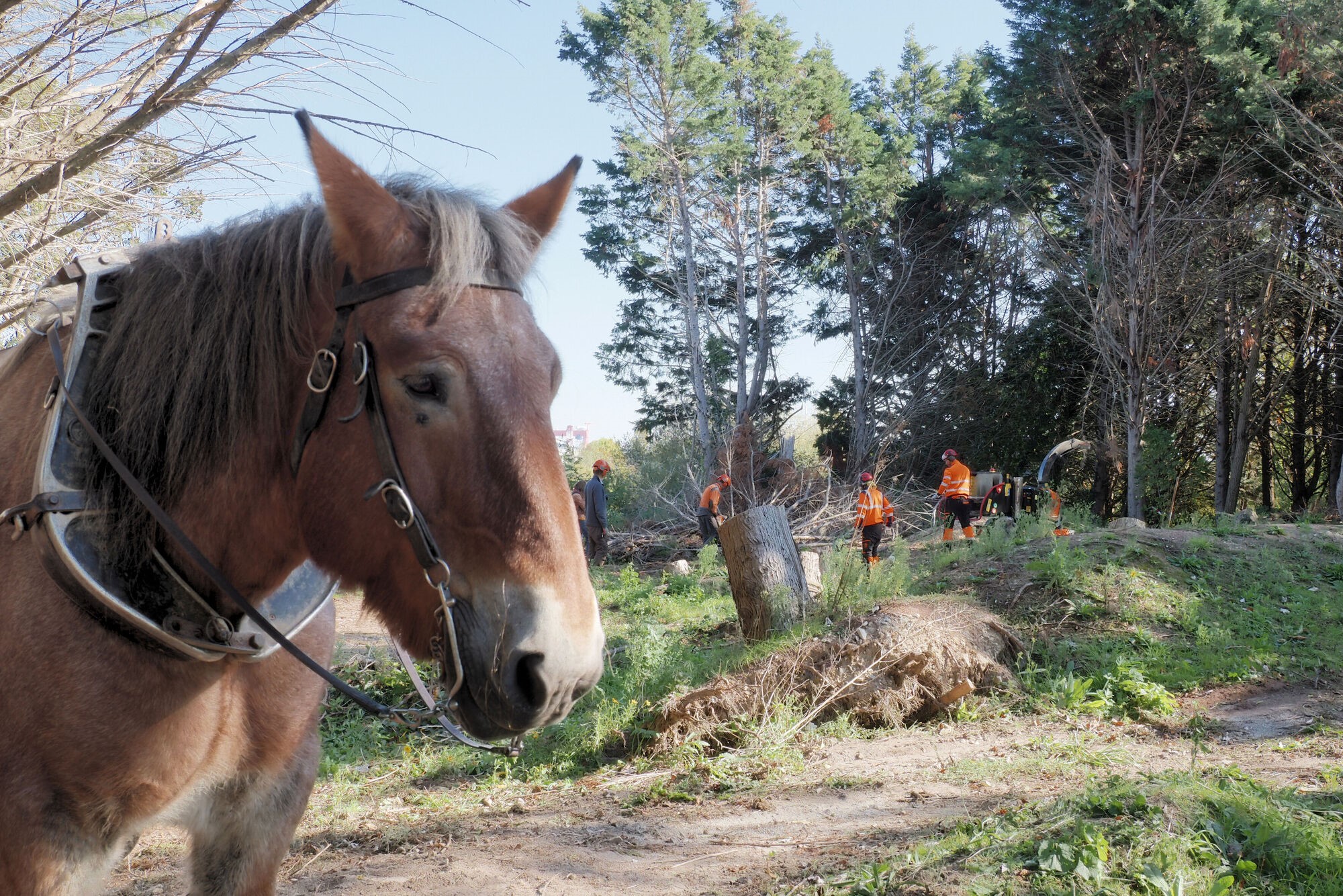 découvrez la beauté des chevaux en liberté près des éoliennes à plouarzel, un spectacle alliant nature et énergie renouvelable dans un cadre exceptionnel.