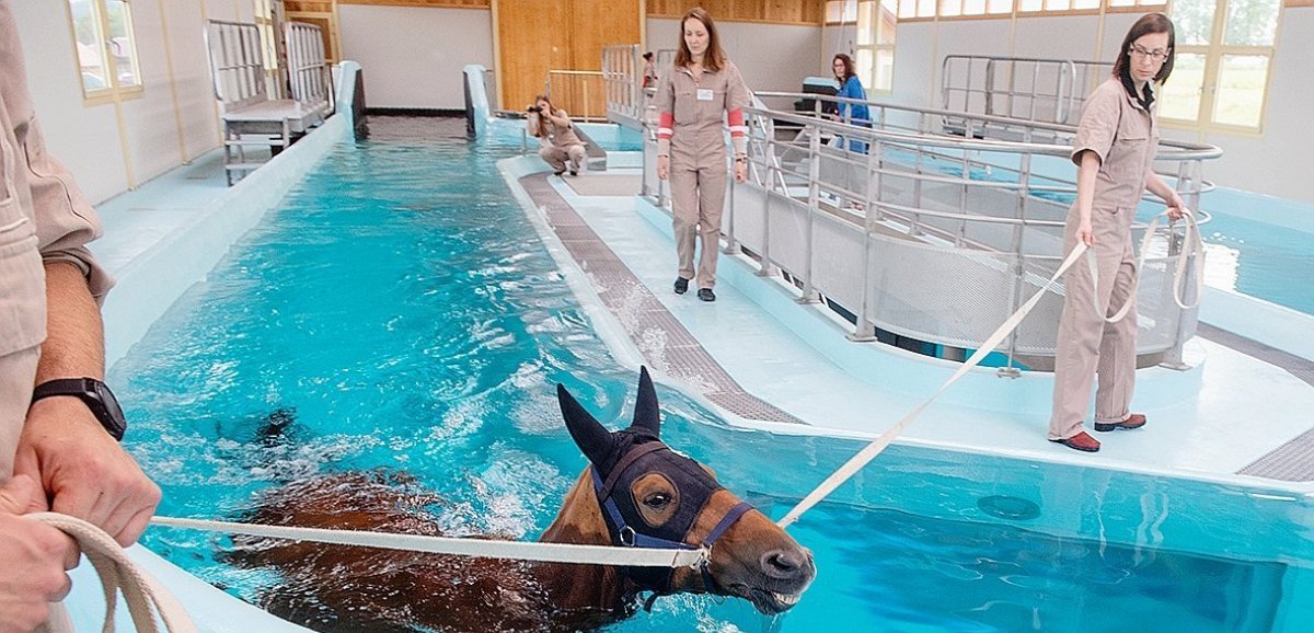 découvrez comment la balnéothérapie à mougins aide à la rééducation et au bien-être des chevaux sauvés, offrant des soins adaptés pour leur récupération optimale.