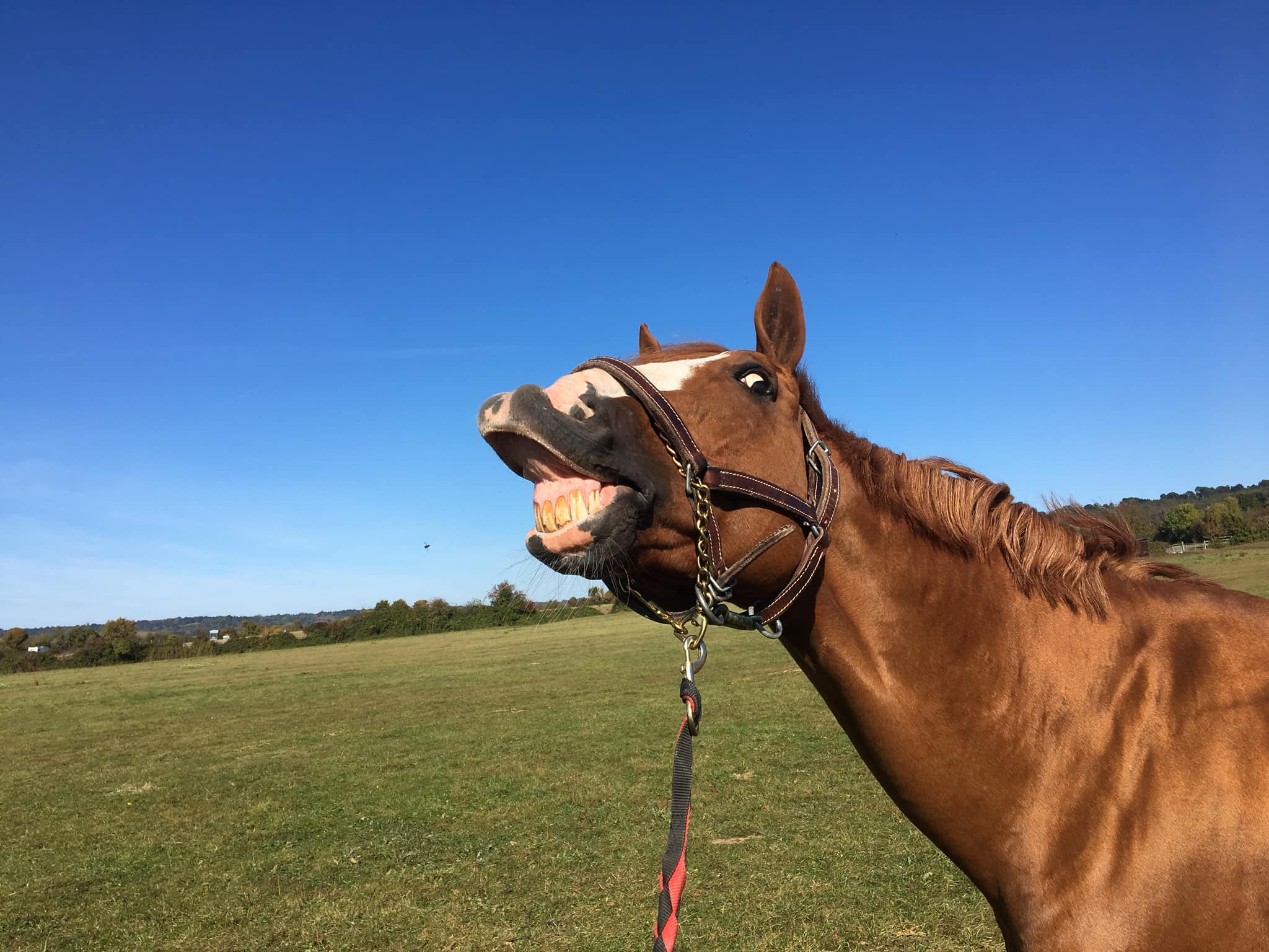découvrez comment la balnéothérapie à mougins aide à la rééducation et au soulagement des chevaux sauvés, favorisant leur bien-être et leur récupération.