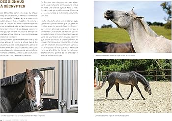 découvrez les clés d’une relation réussie avec les chevaux pour établir un lien profond et harmonieux, basé sur la confiance, la communication et le respect mutuel.