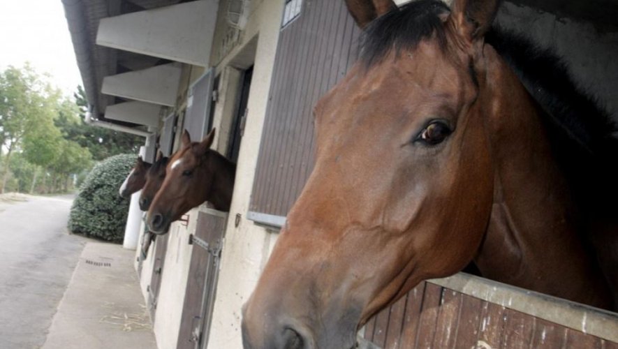 affaire judiciaire concernant un individu accusé d'atteintes sexuelles sur des chevaux, mettant en lumière des faits graves et une enquête en cours.