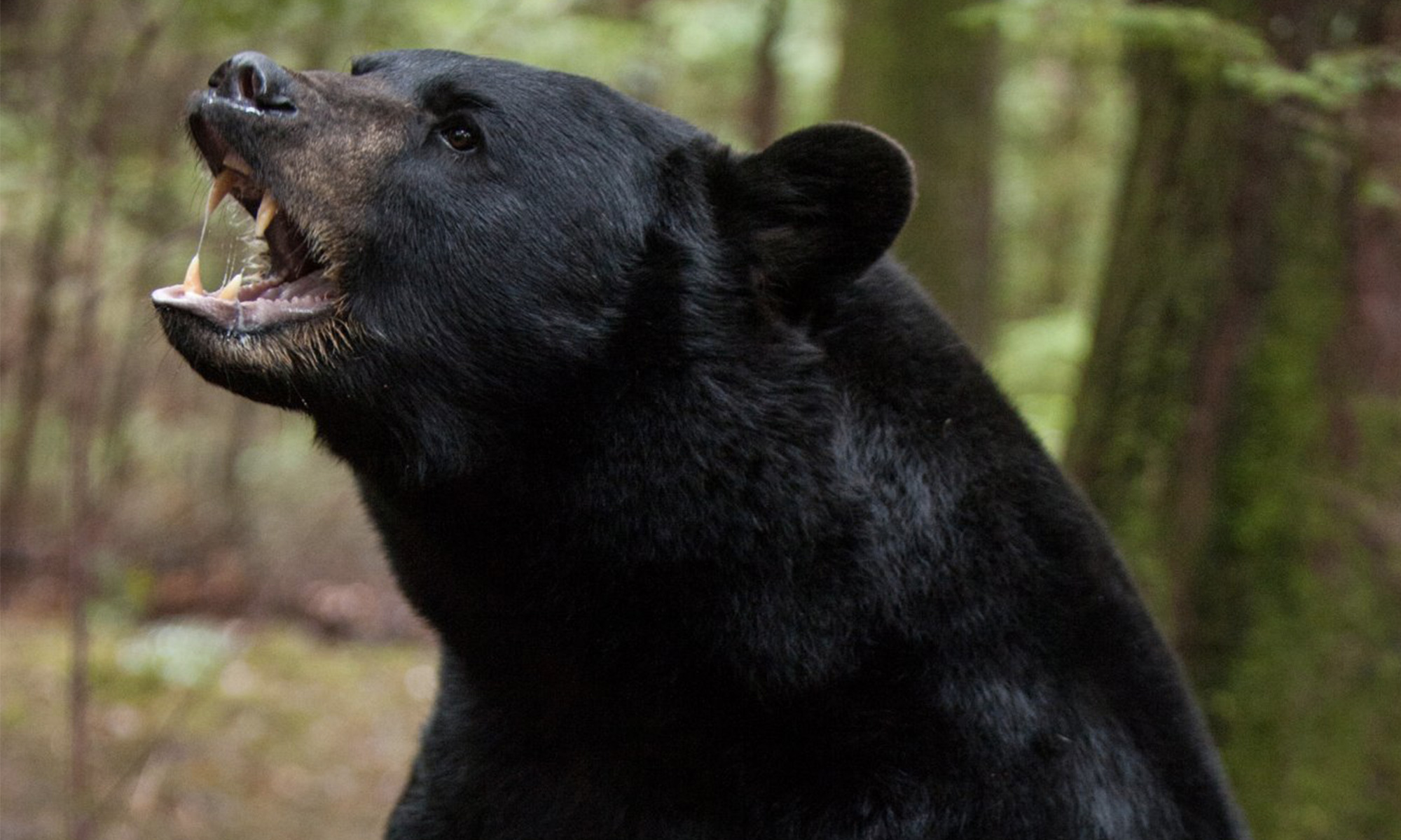 au japon, les données d'une montre connectée ont révélé l'angoisse d'un randonneur lors d'une attaque d'ours, offrant un témoignage unique et poignant de cet événement dramatique.