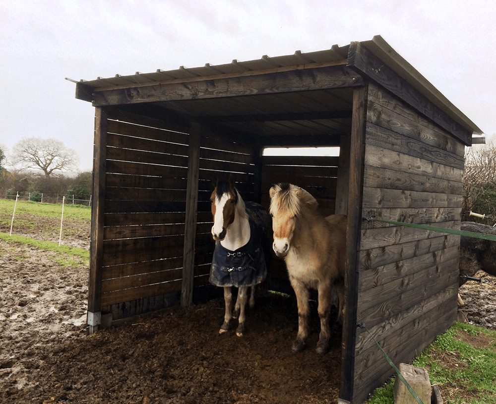 découvrez notre pension pour chevaux alliant confort et innovation grâce à une thérapie innovante pour le bien-être optimal de votre cheval.
