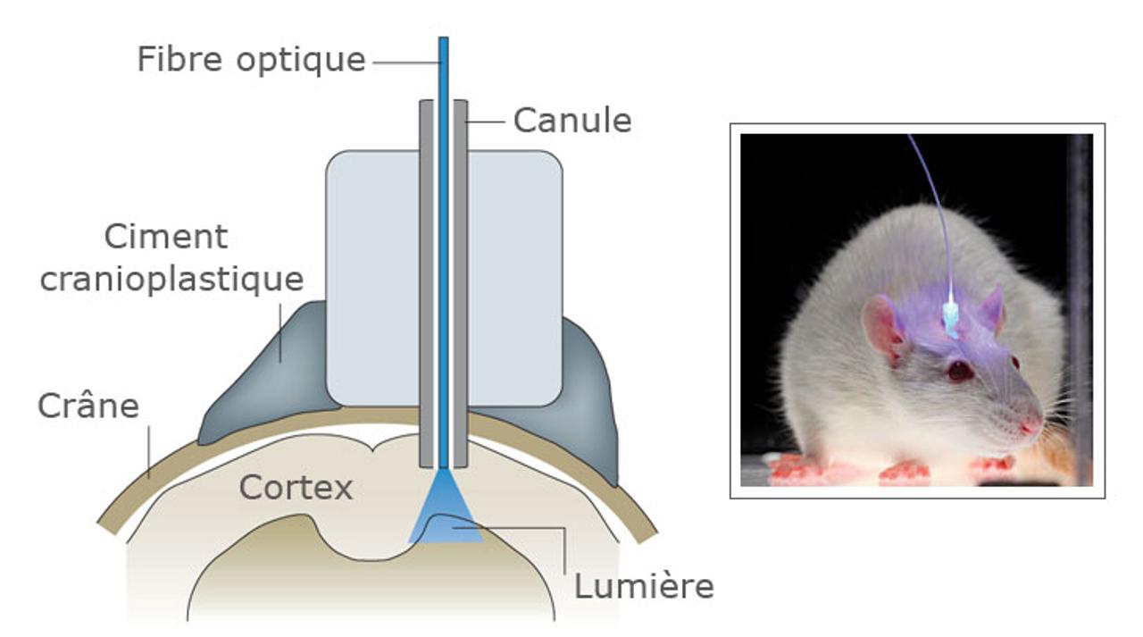 découvrez comment des bio-ingénieurs ont réussi à franchir une limite autrefois jugée impossible, repoussant les frontières de la science et de la technologie.