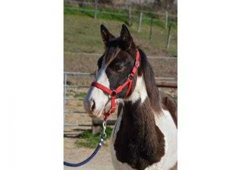 découvrez le débat en moselle autour des crottins de chevaux : enjeux environnementaux et nuisances pour les habitants.