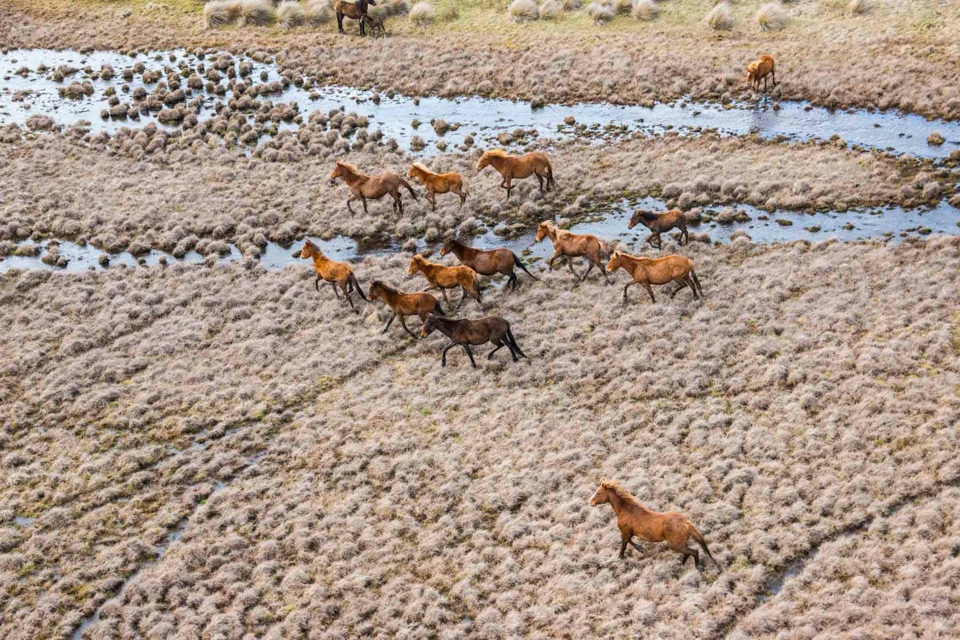 découvrez comment la nature reprend ses droits dans la région de kosciuszko après l'abattage des chevaux, mettant en lumière la régénération écologique et les impacts sur l'environnement local.