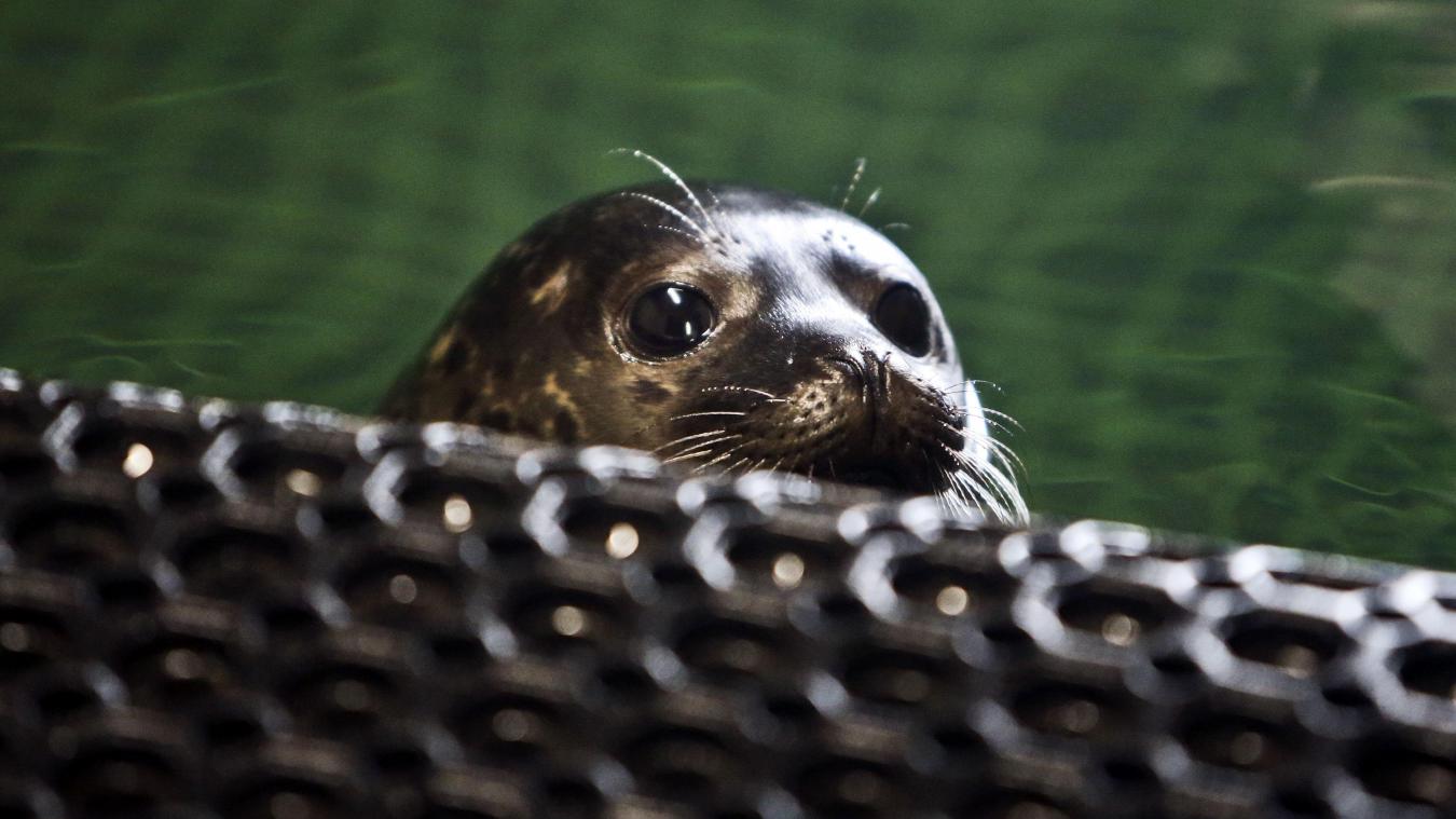 découvrez pairi daiza, un joyau zoologique européen où la nature et la biodiversité s'unissent pour offrir une expérience inoubliable en plein cœur de l'europe.