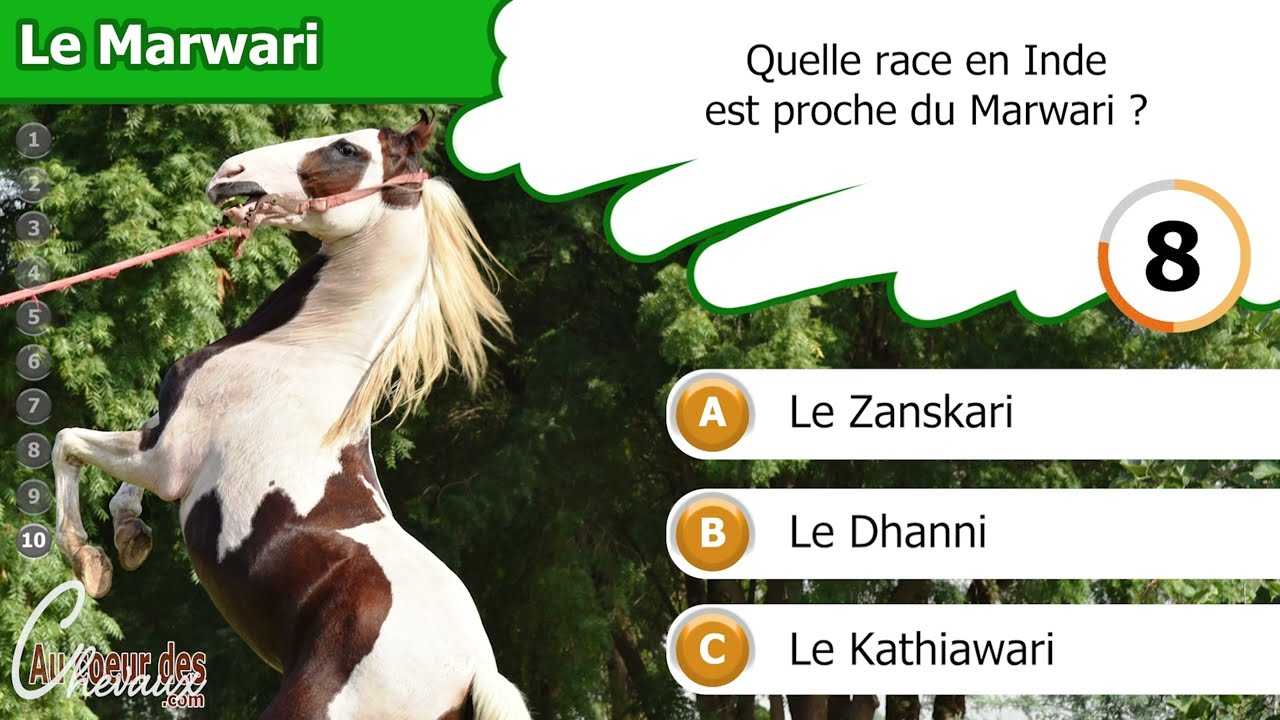 testez vos connaissances équestres avec ce quiz et reconnaissez 10 races de chevaux différentes. amusez-vous tout en apprenant à identifier ces magnifiques animaux !
