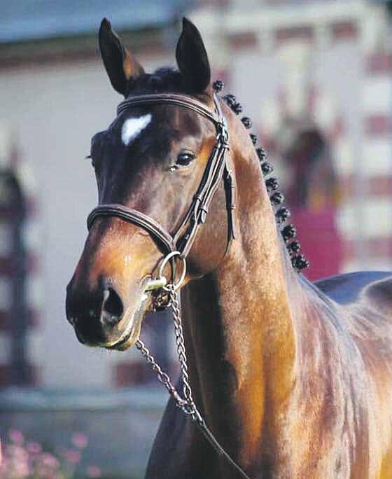 découvrez betton, une maison de retraite dédiée aux chevaux de course, offrant soins, confort et tranquillité pour leur retraite bien méritée.