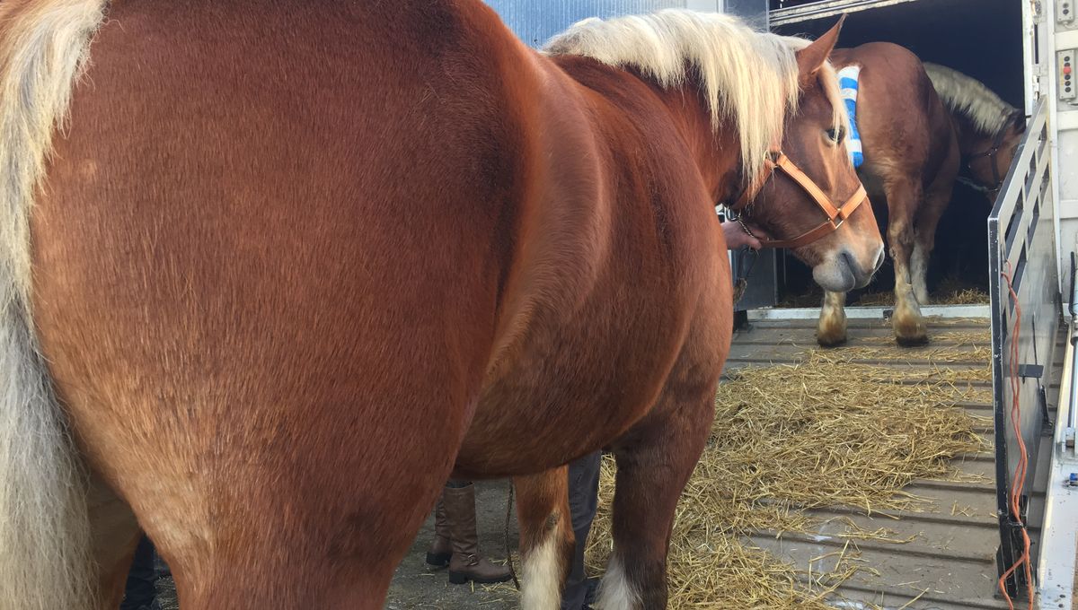 découvrez comment les chevaux comtois ont brillé au salon de l'agriculture 2026, mettant en valeur leur beauté et leur importance dans le monde agricole.