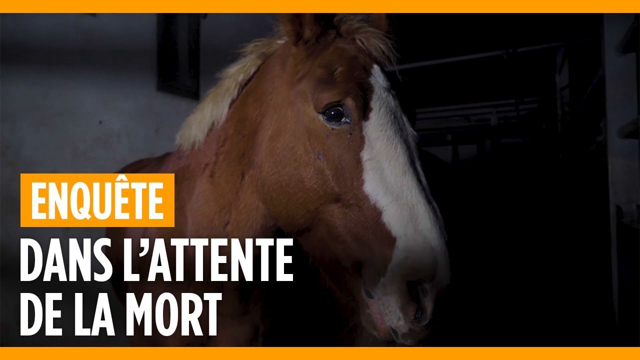 découvrez le reportage poignant sur les 000 chevaux conduits à l'abattoir, une immersion dans la réalité souvent méconnue de la filière équine.