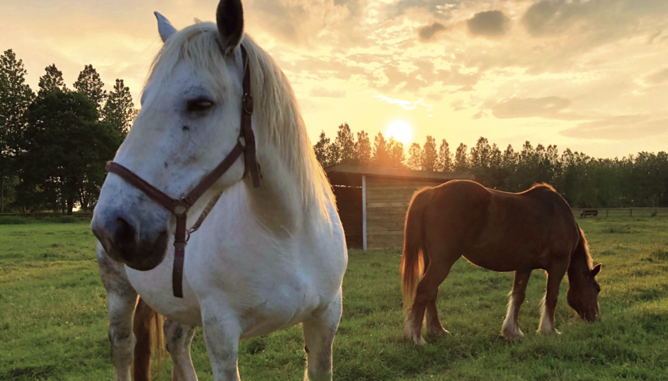 découvrez l'histoire bouleversante des 000 chevaux envoyés à l'abattoir, un récit poignant sur la condition animale et les enjeux éthiques qui l'entourent.